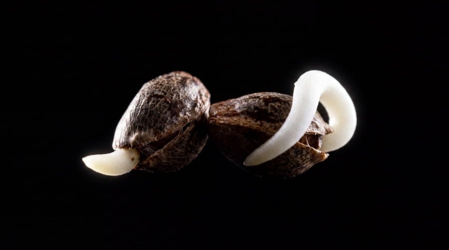 Germinated cannabis seeds with small white taproots pushing through their cracked shells.