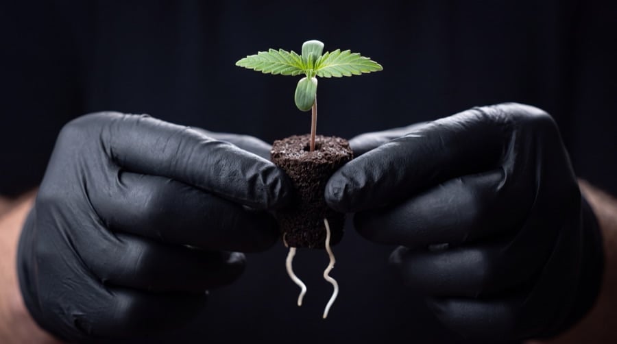 A young cannabis seedling with two rounded cotyledons, its first serrated true leaves, and two visible roots extending from the base.