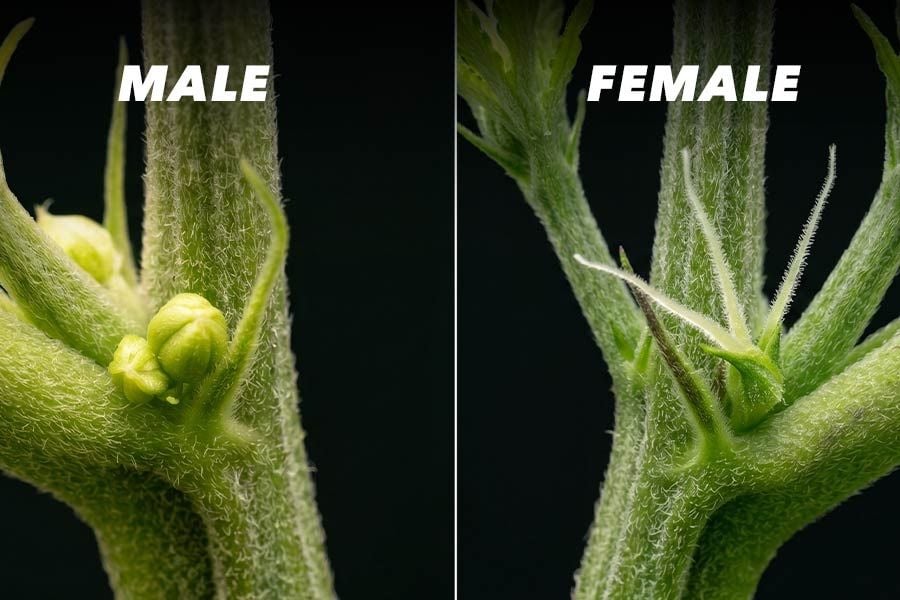 Male and female cannabis plants shown side by side during the pre-flower stage, with pollen sacs on the male and small calyxes with white pistils on the female.