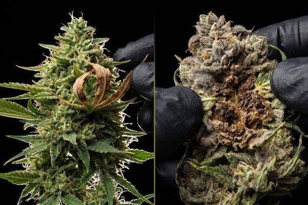 Side-by-side comparison of early-stage and advanced bud rot on cannabis buds.