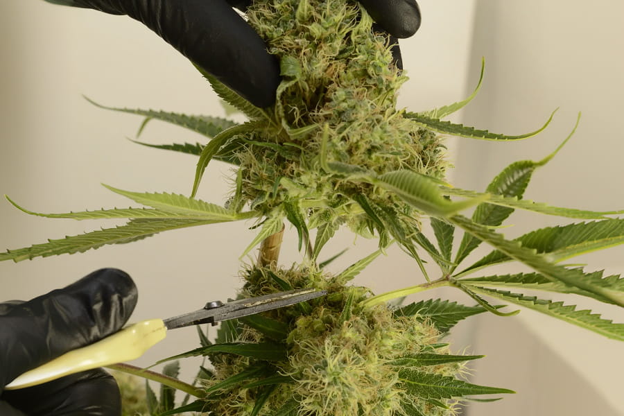 Grower using sterilized shears to remove a bud rot-infected cannabis bud.