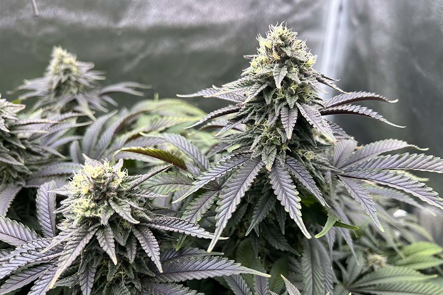 Cannabis cola in mid-flowering week 5-6 showing dense bud swelling and trichome coverage.