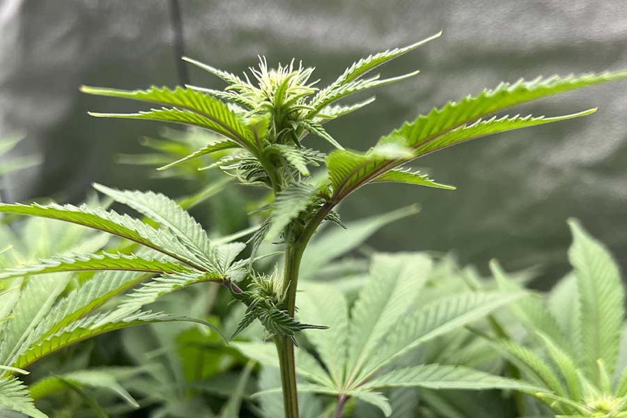 Small cannabis budlets forming at nodes in week 3-4, white pistils visible.