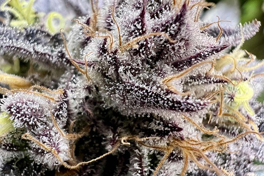 Close-up of cannabis trichomes showing clear, cloudy and amber resin glands for harvest timing.