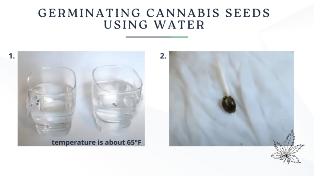 Cannabis seeds soaking in a clear glass of water, with some seeds sunk to the bottom and beginning to crack open.