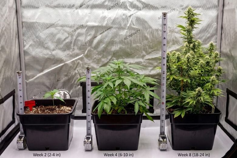 Healthy autoflower plants