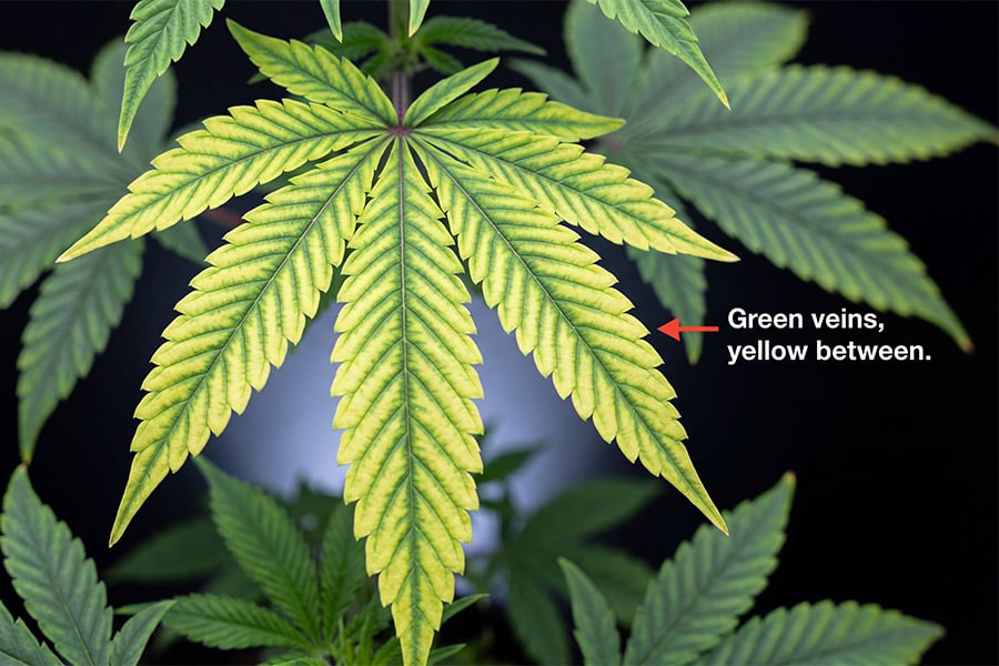 Cannabis leaf showing magnesium deficiency, with yellowing between the veins while the veins stay green.