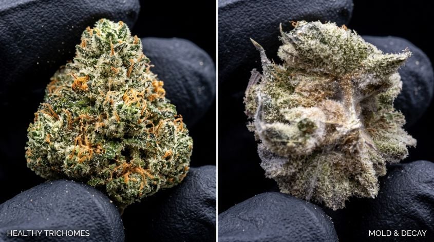 Side-by-side comparison of sparkling healthy trichomes versus dull, patchy mold on cannabis