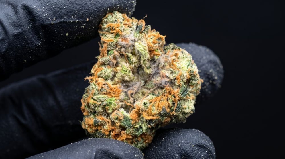 Cannabis buds showing signs of mold: white powdery coating, fuzzy patches and dark spots.