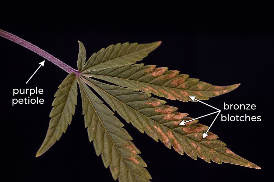 Cannabis leaf showing signs of phosphorus deficiency, with a purple branch and bronze-colored leaf.