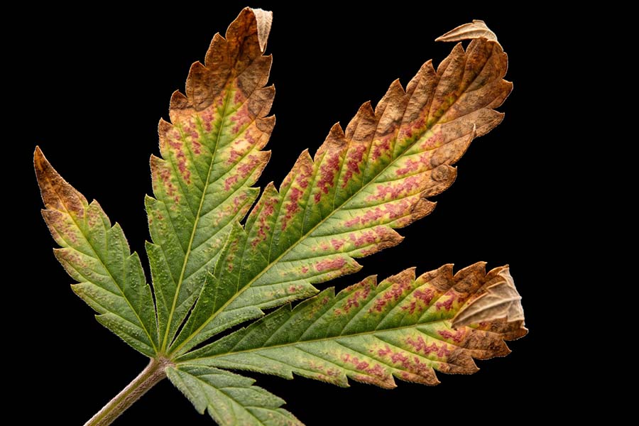 Close-up of cannabis leaf with potassium deficiency: brown tips and red-yellow mottling.