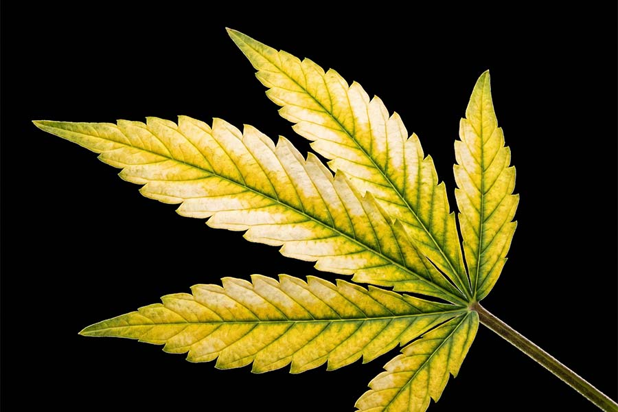 Cannabis leaf showing yellow interveinal discoloration from potassium toxicity.