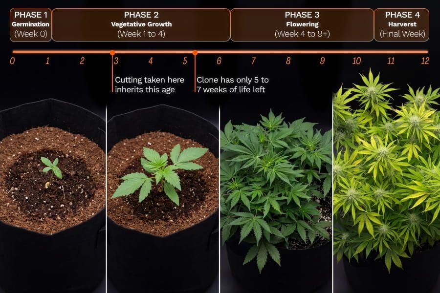 Autoflower growth week by week