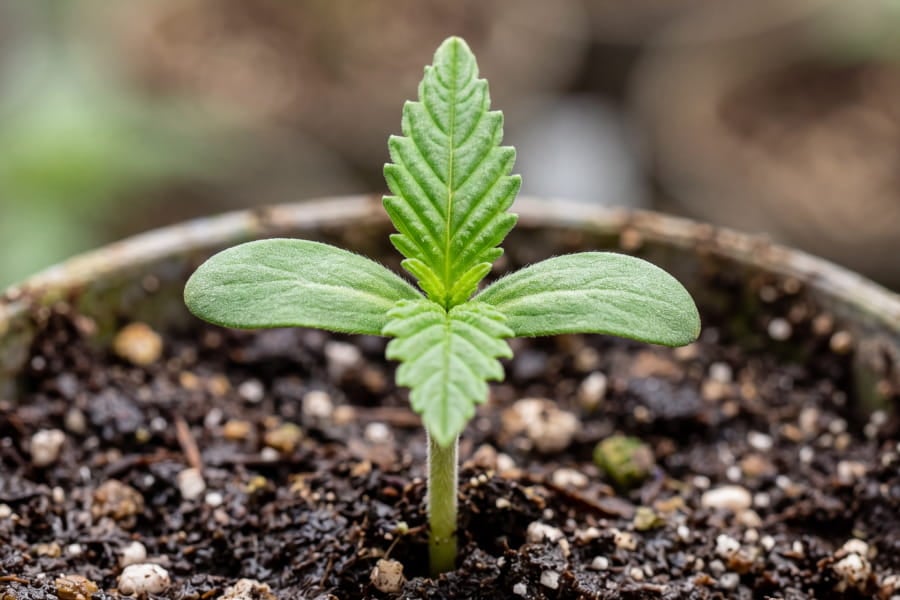 Close-up of a cannabis seedling showing round cotyledons and the first serrated true leaves developing