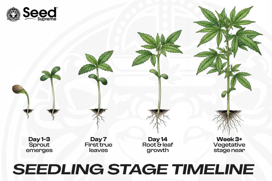 Cannabis seedling growth timeline infographic showing milestones from sprout to early vegetative stage