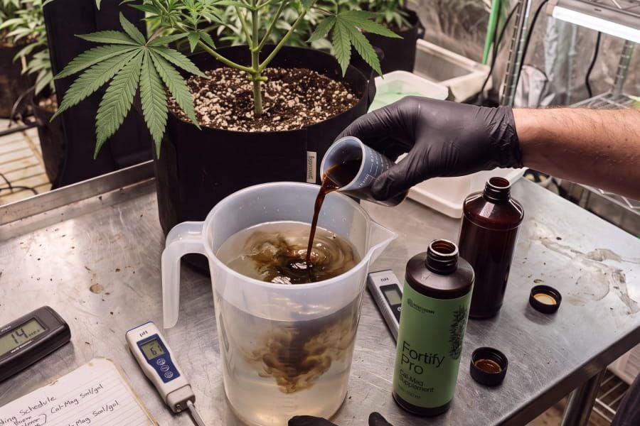 Feeding a cal-mag supplement to treat calcium deficiency in cannabis.