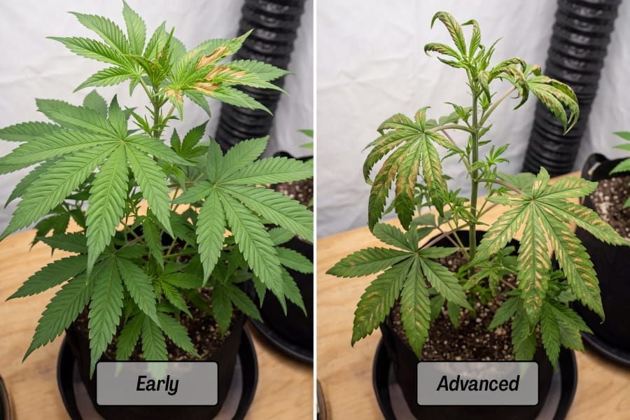 Progression of calcium deficiency in cannabis, from early spotting to advanced stem and leaf damage