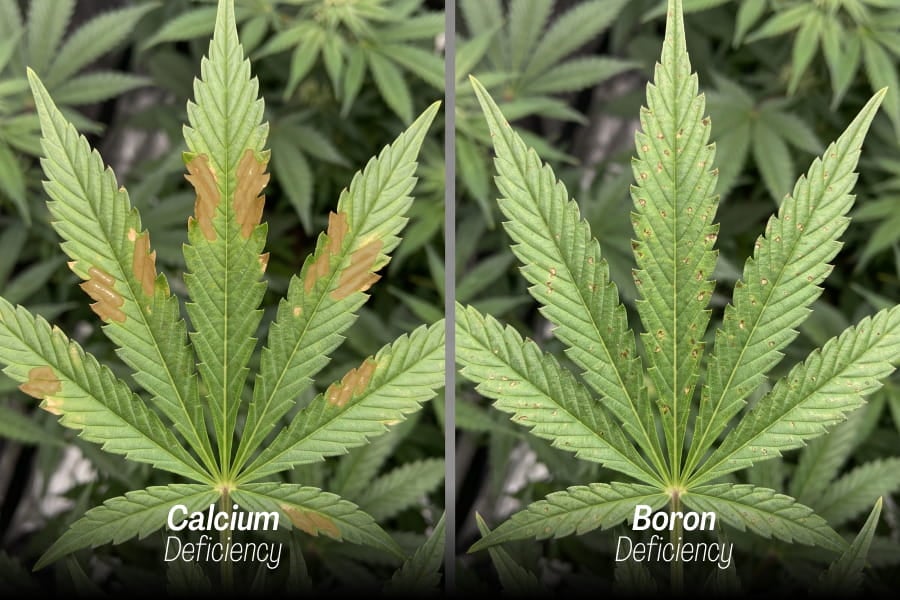 Calcium deficiency vs. boron deficiency close-up comparison on cannabis leaves