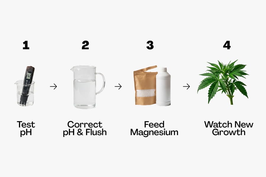 Infographic showing the 4 steps to fix cannabis magnesium deficiency: test pH, correct pH, feed magnesium, watch new growth.