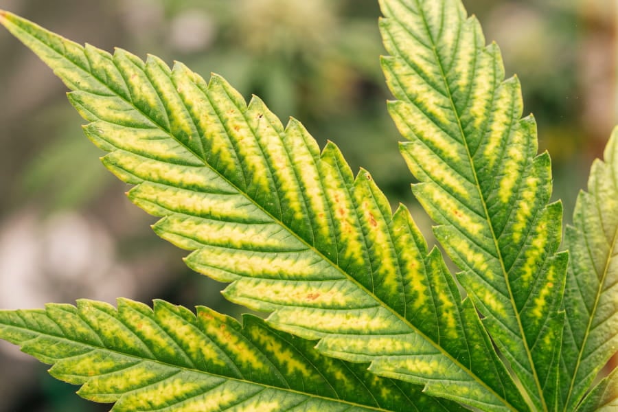 Close-up of cannabis leaf interveinal chlorosis caused by magnesium deficiency, veins green and tissue yellow
