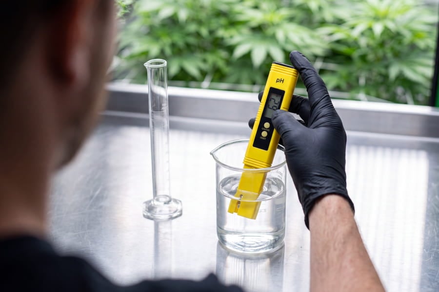 Grower checking pH and applying a nitrogen feed to a cannabis plant.