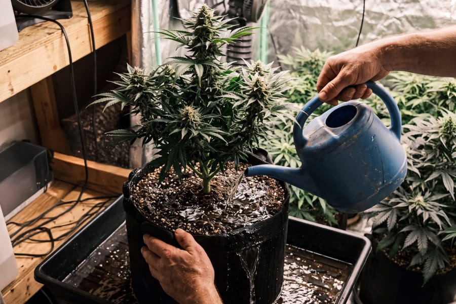 Flushing a cannabis plant with water to remove excess nitrogen buildup from the soil.