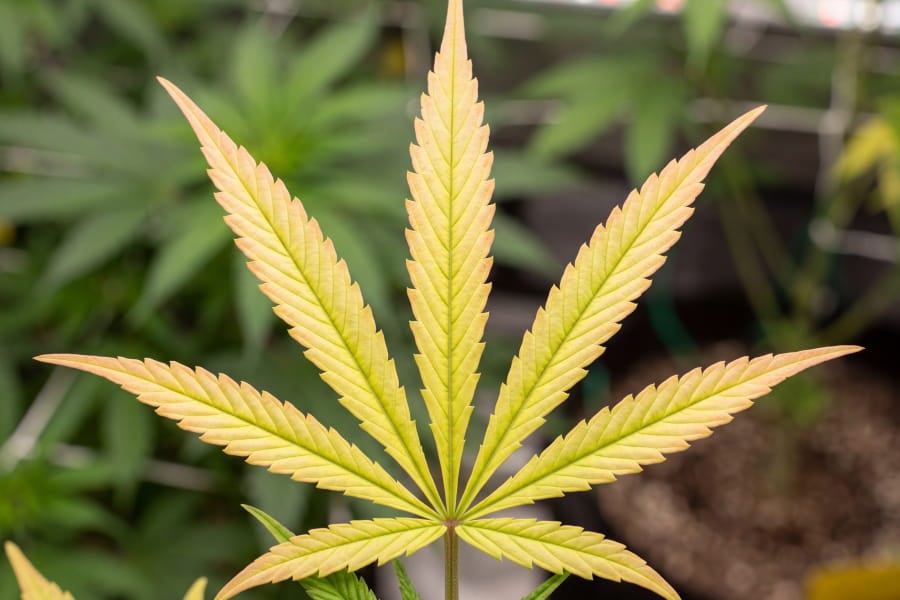 Advanced cannabis sulfur deficiency with brittle, orange-tinged leaf margins