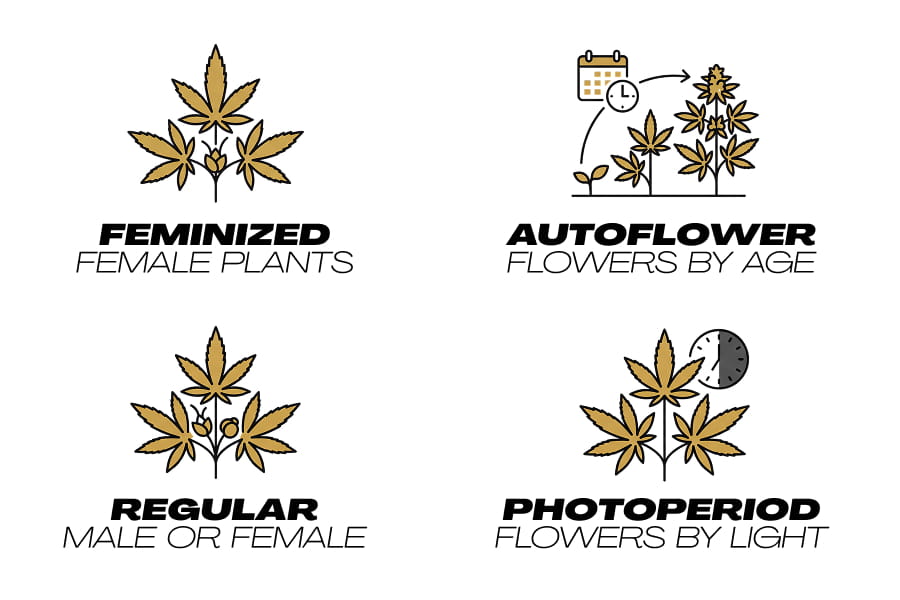 Infographic comparing cannabis seed types — feminized, autoflower, regular, photoperiod, and fast-flowering — each with their key trait labeled.