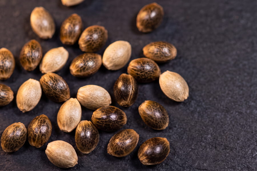 Close-up of cannabis seeds showing color variation from pale green to dark brown with mottled tiger-stripe markings.
