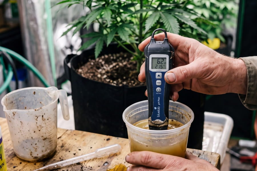 Grower testing root-zone pH with a pH pen before feeding a cannabis plant.