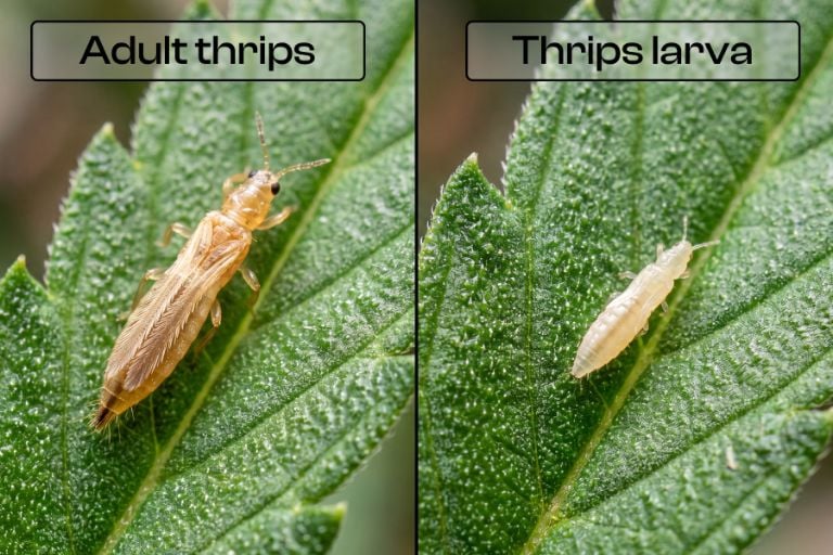 Split-screen macro photo: left side an adult thrips (narrow body, fringed wings) on a leaf surface; right side a thrips larva (pale, wingless, worm-like) on a leaf.