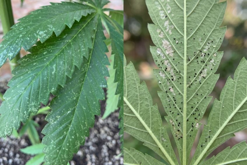 Split-screen or two-panel macro photo: one panel showing silvery/bronze leaf scarring, one panel showing black fecal specks on the underside of a leaf.