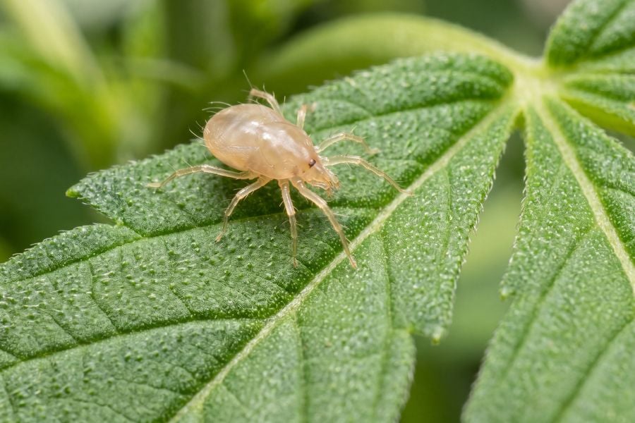 Close-up photo of a predatory mite (e.g. Amblyseius cucumeris) or a minute pirate bug on a leaf surface.