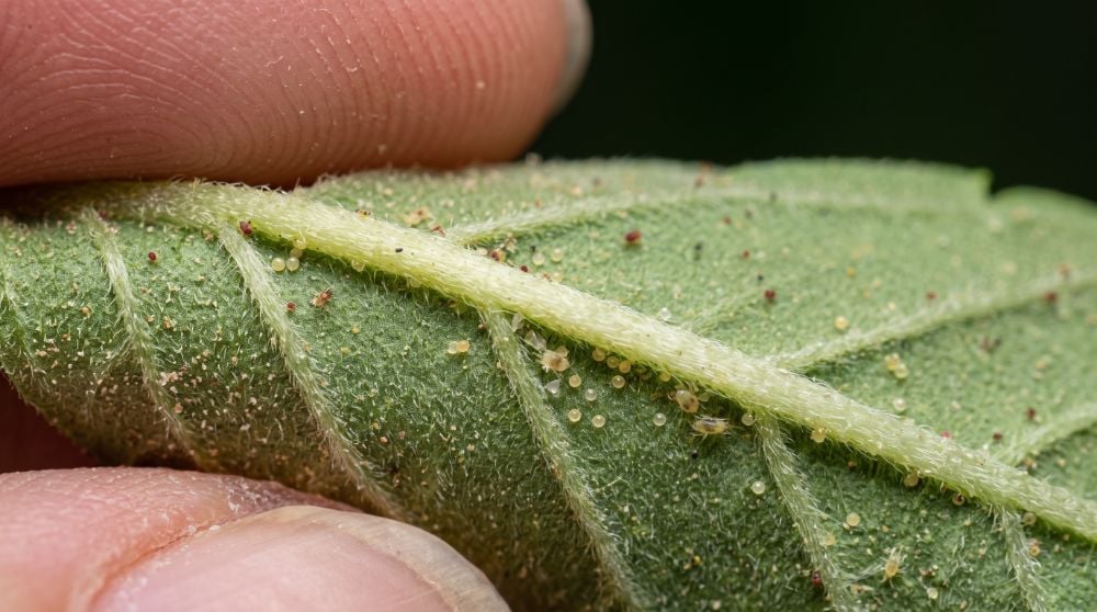 Cannabis leaf underside showing spider mite eggs clustered near the main vein