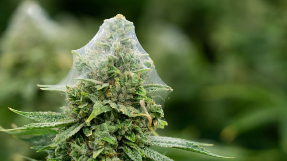 Fine spider mite webbing coating cannabis leaves and stems.