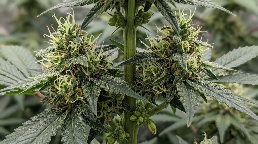 Hermaphrodite cannabis plant showing both pollen sacs and white pistils developing at the same node