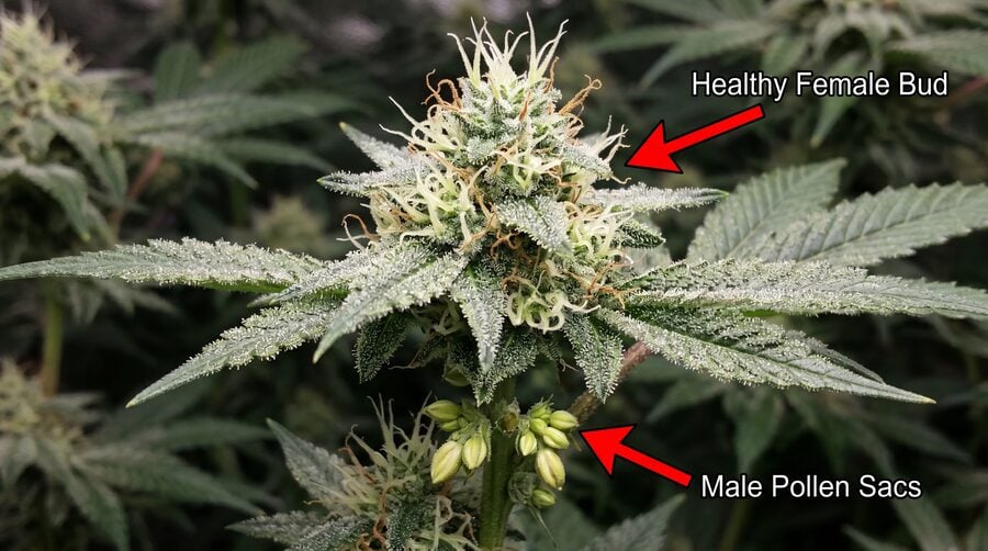A hermie plant showing female buds with white pistils, but also has male signs like small pollen sacs.