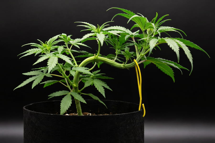 A cannabis branch is gently tied down in a grow pot to help the plant spread out and get more light.
