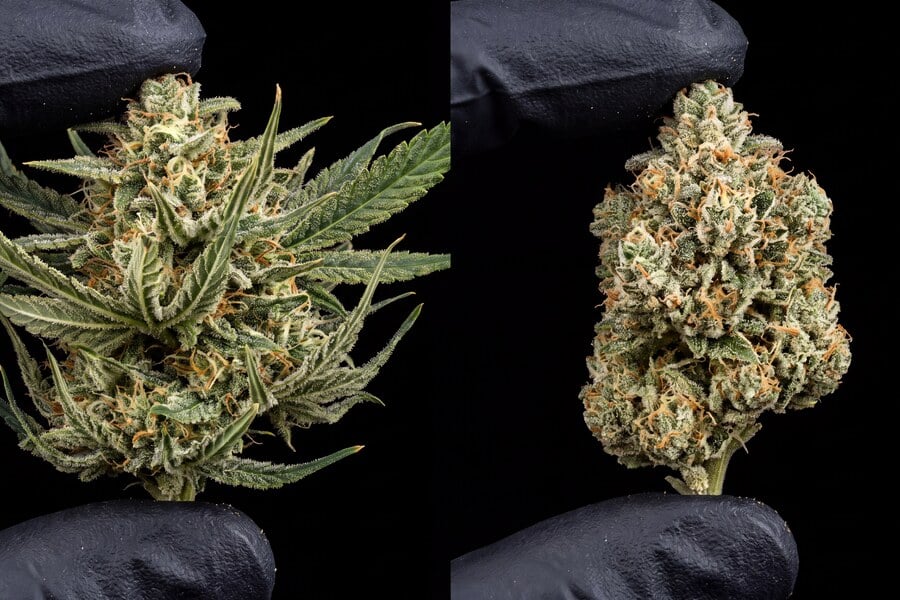 freshly plucked cannabis buds side by side, showing how trimming removes extra leaves and helps improve their look, airflow, flavor, and overall quality.