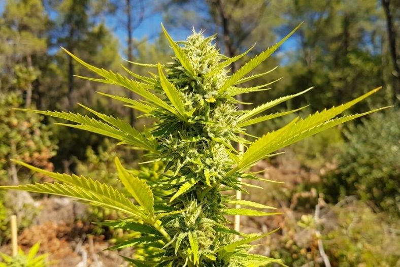 Healthy autoflower plant