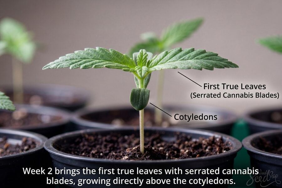 Healthy Cannabis Leaves with Serated Blades