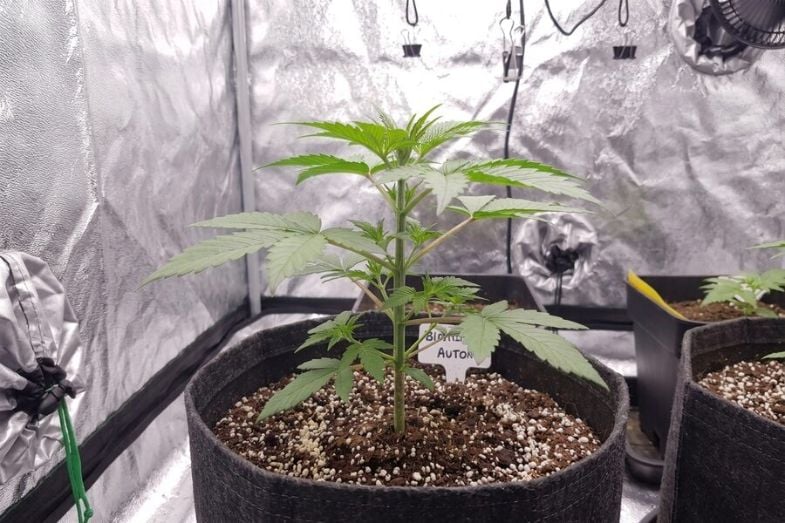 Healthy Week 3 Autoflower Plant