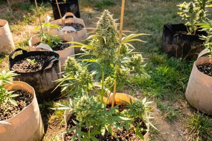 Healthy durban poison auto plants