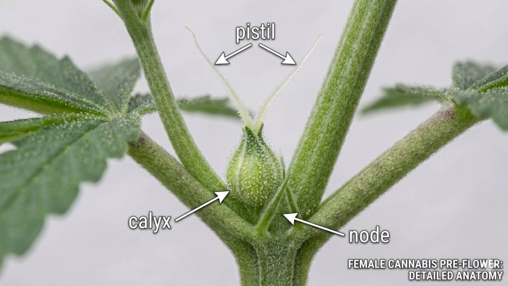 Female cannabis plant parts