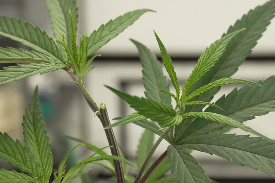 Fimming cut removing most of the top growth tip of a young cannabis plant
