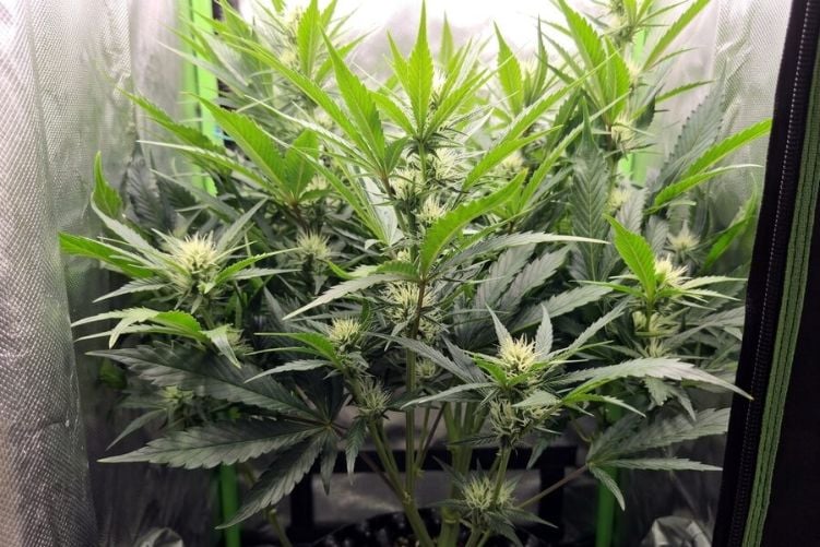 Autoflower plants forming the first true bud sites