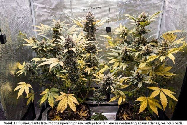 Ripening phase with yellow fan leaves
