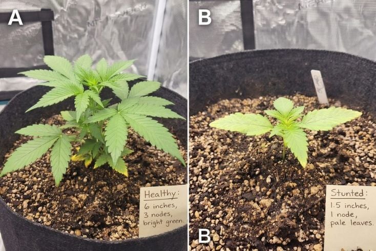 Recovered stunted seedlings