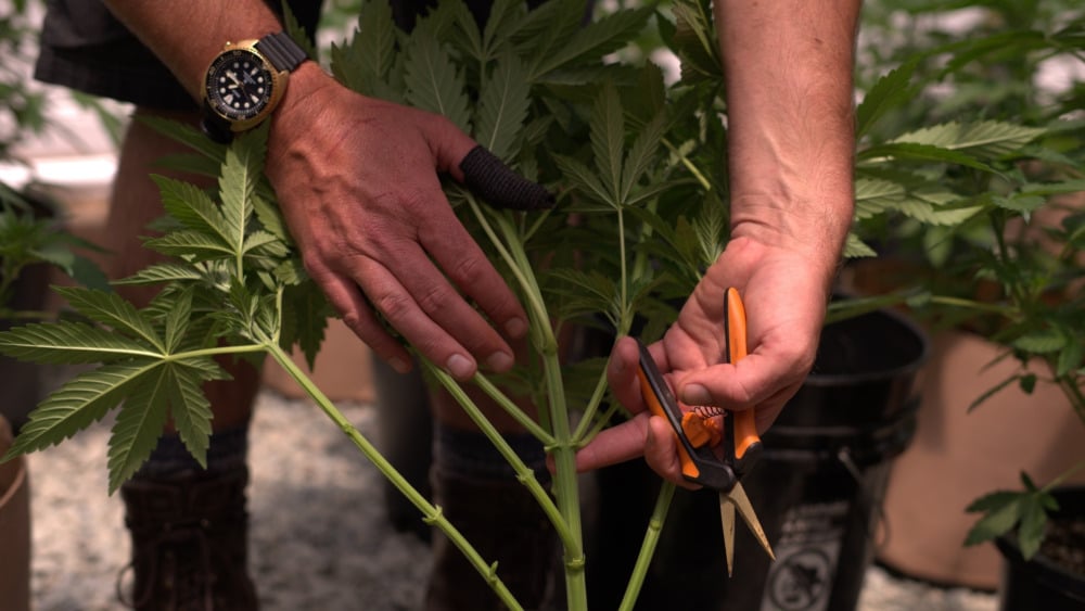 cutting off a cannabis branch using scissors. Pruning involves removing unwanted branches and leaves to improve airflow, light exposure, and healthy plant growth.