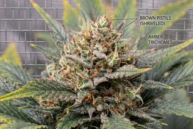 Autoflowers with brown pistils and a milky-to-amber trichome mix.